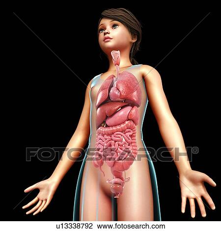 Stock Image - Female anatomy, illustration. Fotosearch