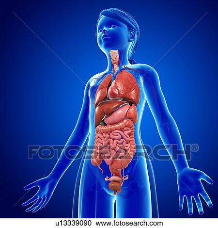 Stock Image - Female anatomy, illustration. Fotosearch