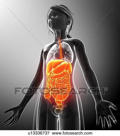 Female anatomy, illustration View Large Photo Image Stock Photo - Female anatomy, illustration. Fotosearch