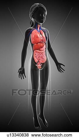 Stock Photo - Female anatomy, illustration. Fotosearch