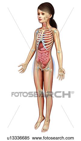 Female anatomy, illustration View Large Photo Image Stock Photography - Female anatomy, illustration. Fotosearch