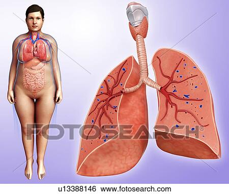 Female lungs, illustration View Large Photo Image Stock Photograph - Female lungs, illustration. Fotosearch