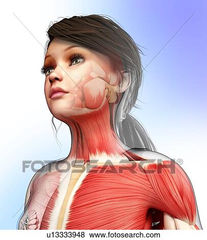 Stock Photo - Female musculature, illustration. Fotosearch