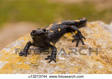 Fire Salamander (Salamandra salamandra) View Large Photo Image Picture - Fire Salamander (Salamandra salamandra). Fotosearch