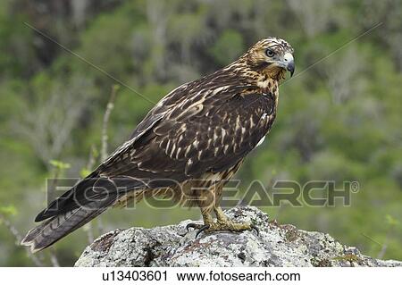 Galapagos hawk (Buteo galapagoensis) View Large Photo Image Stock Image - Galapagos hawk (Buteo galapagoensis). Fotosearch