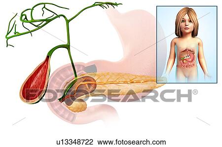 Stock Image - Gallbladder and pancreas, illustration. Fotosearch
