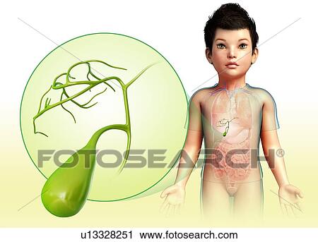 Stock Image - Gallbladder, illustration. Fotosearch