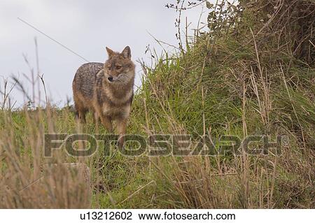 Golden Jackal (Canis aureus) View Large Photo Image Stock Image - Golden Jackal (Canis aureus). Fotosearch