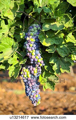 Grapes on a vine View Large Photo Image Stock Photo - Grapes on a vine. Fotosearch