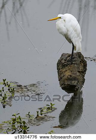 Stock Photograph - Great Egret. Fotosearch