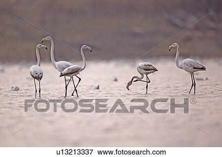 Stock Photo - Greater Flamingo (Phoenicopterus roseus). Fotosearch