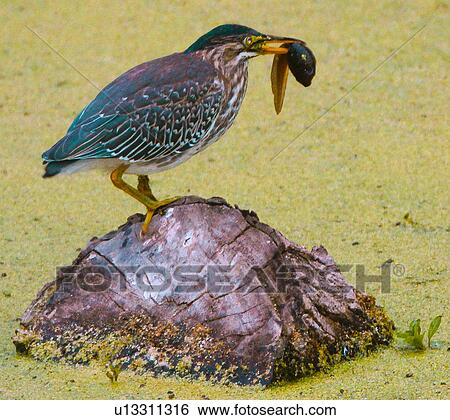 Stock Photograph - Green Heron. Fotosearch