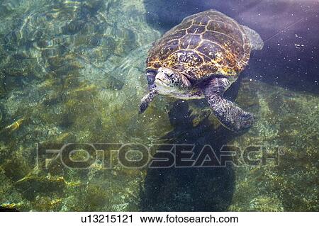 Green sea turtle (Chelonia mydas) View Large Photo Image Stock Image - Green sea turtle (Chelonia mydas). Fotosearch