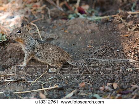 Ground Squirrel View Large Photo Image Stock Image - Ground Squirrel. Fotosearch