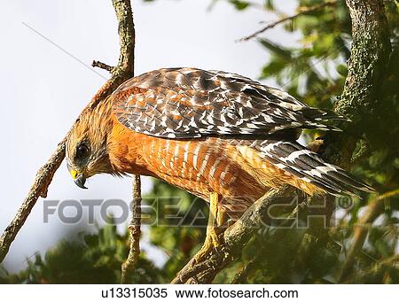 Hawk View Large Photo Image Stock Photography - Hawk. Fotosearch
