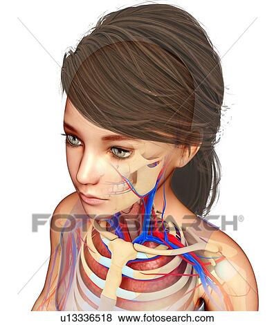 Head and shoulder anatomy, illustration View Large Photo Image Stock Photo - Head and shoulder anatomy, illustration. Fotosearch