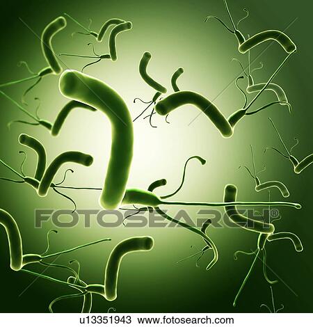 Stock Image - Helicobacter pylori, illustration. Fotosearch