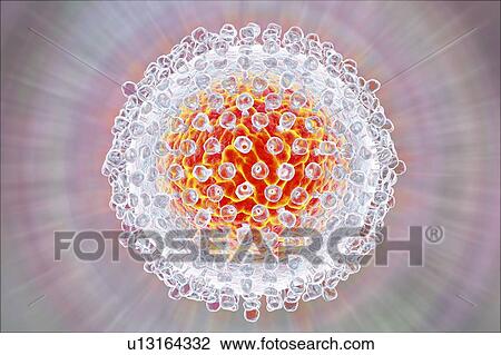Hepatitis C virus, illustration View Large Photo Image Stock Image - Hepatitis C virus, illustration. Fotosearch