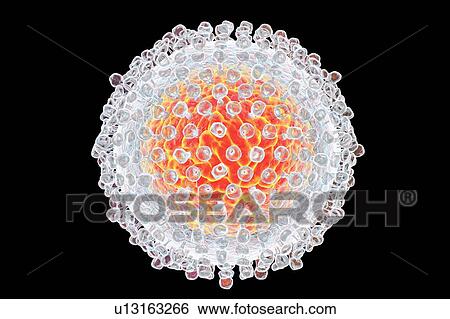 Hepatitis C virus, illustration View Large Photo Image Stock Photograph - Hepatitis C virus, illustration. Fotosearch