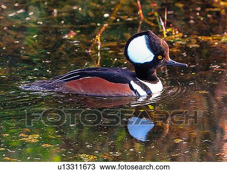 Stock Image - Hooded Merganser. Fotosearch