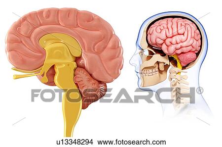 Picture - Human brain anatomy, illustration. Fotosearch