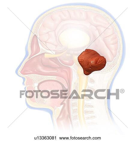 Stock Image - Human brain anatomy, illustration. Fotosearch