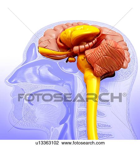 Stock Image - Human brain anatomy, illustration. Fotosearch