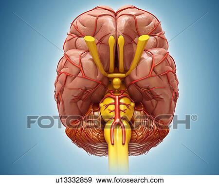 Human brain anatomy, illustration View Large Photo Image Stock Photo - Human brain anatomy, illustration. Fotosearch
