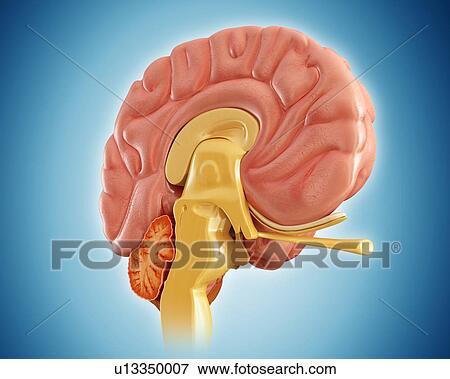 Stock Photo - Human brain anatomy, illustration. Fotosearch