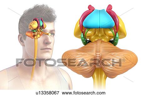 Human brain anatomy, illustration View Large Photo Image Stock Photo - Human brain anatomy, illustration. Fotosearch
