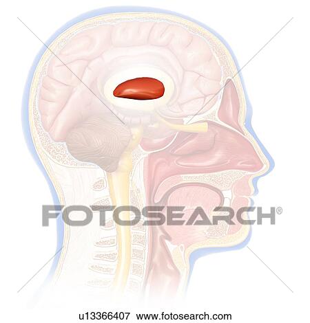 Stock Photo - Human brain anatomy, illustration. Fotosearch