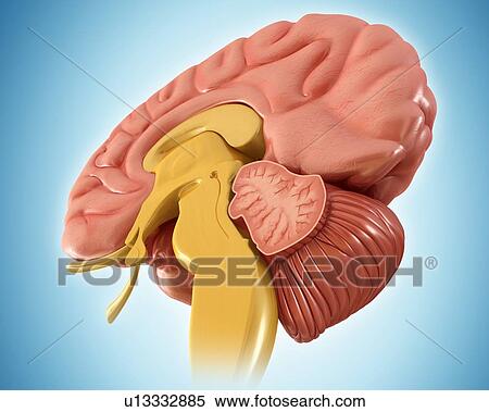 Stock Photography - Human brain anatomy, illustration. Fotosearch