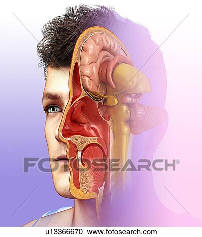 Human brain, illustration View Large Photo Image Stock Image - Human brain, illustration. Fotosearch