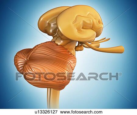 Stock Photo - Human brain structures, illustration. Fotosearch