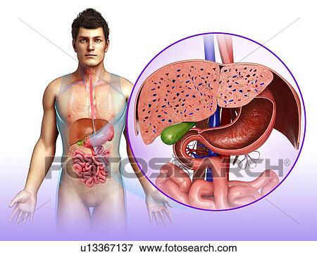 Stock Photo - Human liver and stomach, illustration. Fotosearch