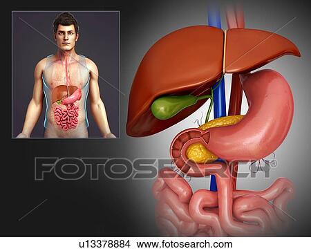 Human liver, illustration View Large Photo Image Picture - Human liver, illustration. Fotosearch