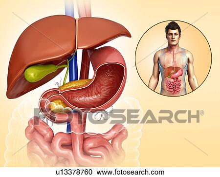Stock Image - Human liver, illustration. Fotosearch