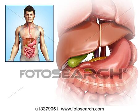 Human liver, illustration View Large Photo Image Stock Image - Human liver, illustration. Fotosearch
