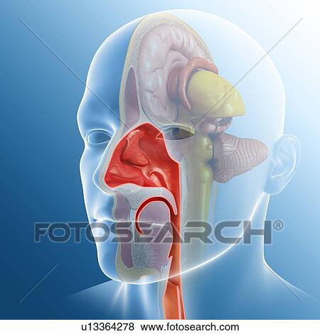 Stock Photo - Human nasal cavity, illustration. Fotosearch