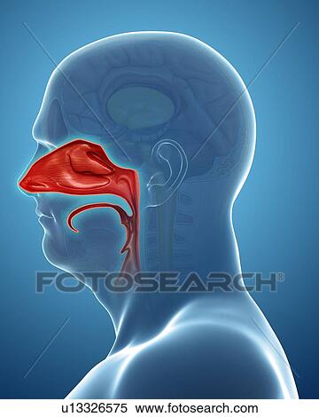 Human nasal cavity, illustration View Large Photo Image Stock Photography - Human nasal cavity, illustration. Fotosearch