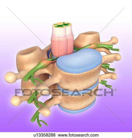 Stock Photo - Human vertebrae, illustration. Fotosearch