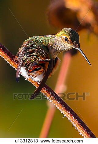 Hummingbird View Large Photo Image Stock Image - Hummingbird. Fotosearch