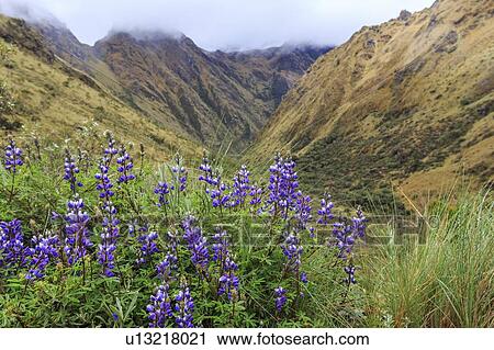 Stock Image - Inca Trail to Machu Picchu. Fotosearch