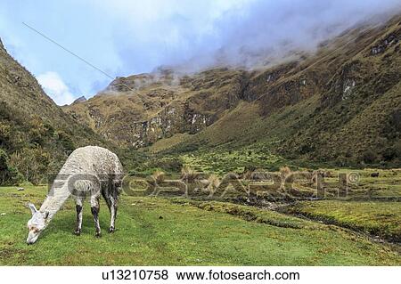 Stock Photo - Inca Trail to Machu Picchu. Fotosearch