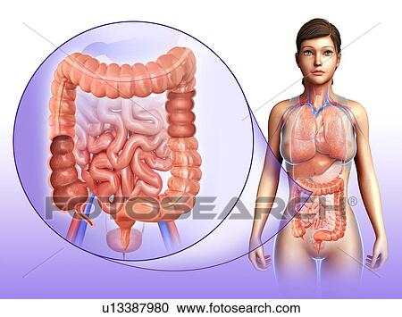 Large intestine, illustration View Large Photo Image Stock Image - Large intestine, illustration. Fotosearch
