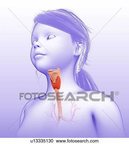 Larynx and trachea, illustration View Large Photo Image Stock Image - Larynx and trachea, illustration. Fotosearch