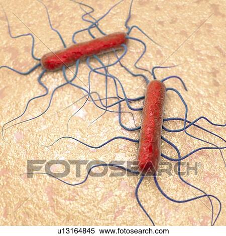 Stock Photography - Listeria bacteria, illustration. Fotosearch