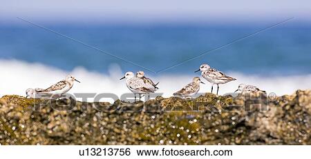 little stint (Calidris minuta) View Large Photo Image Stock Photograph - little stint (Calidris minuta). Fotosearch