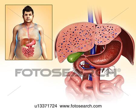 Picture - Liver and stomach, illustration. Fotosearch