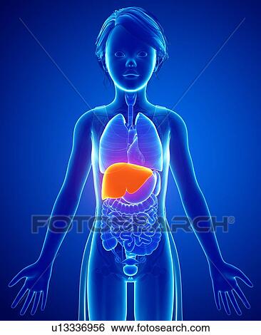 Liver, illustration View Large Photo Image Stock Photograph - Liver, illustration. Fotosearch